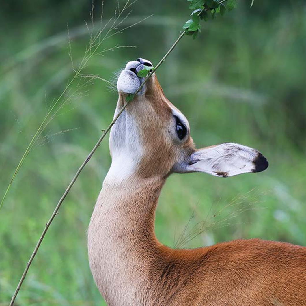 Akagera National Park